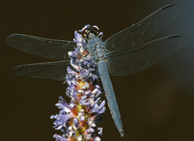 Slaty Skimmer